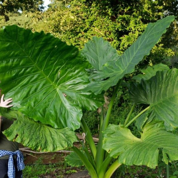 Alokazja 'Borneo King'