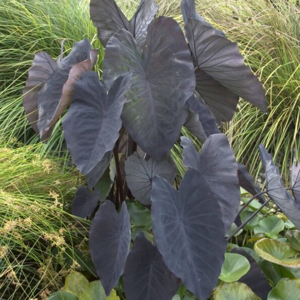 Kolokazja 'Black Magic'