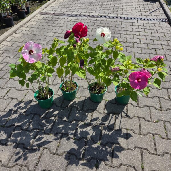 Hibiskus bylinowy zestaw 4sztuk