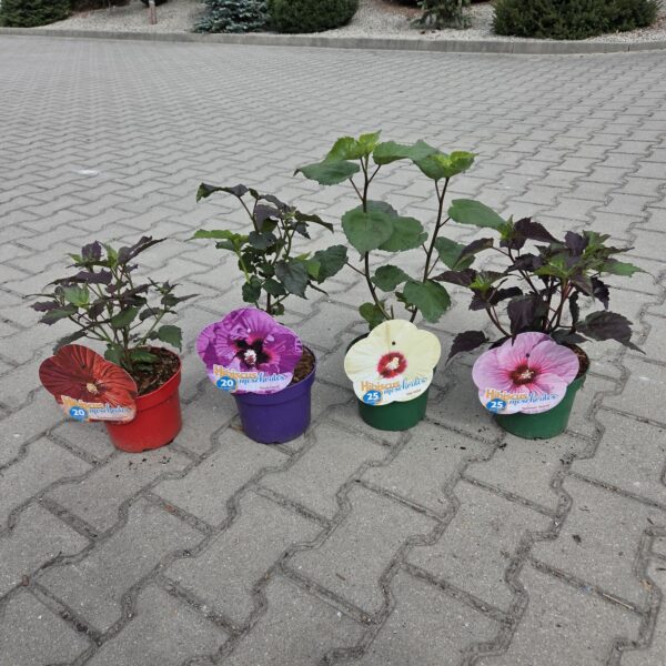 Hibiskus bylinowy zestaw 4 sztuk + 'Planton S' Gratis