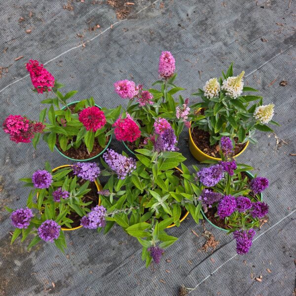 Budleja Dawida zestaw 6 sztuk + 'Planton K' Gratis