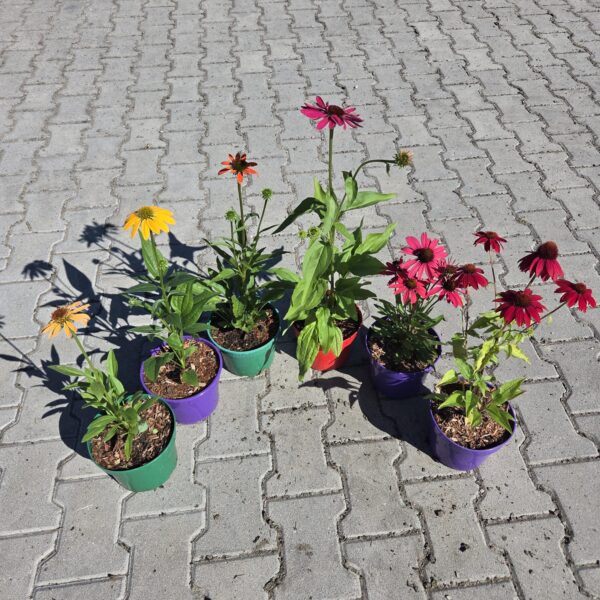 Zestaw Jeżówek 6 sztuk