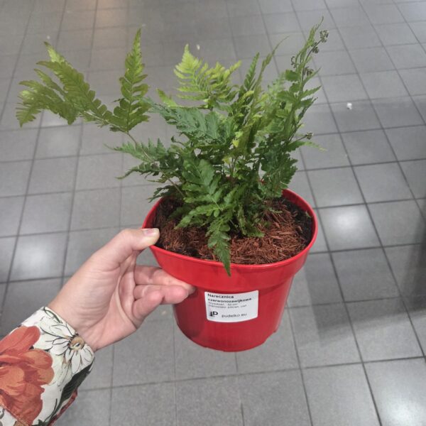 Narecznica czerwonozawijkowa