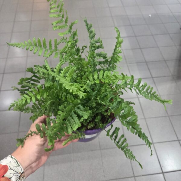 Narecznica mocna 'Cristata The King'