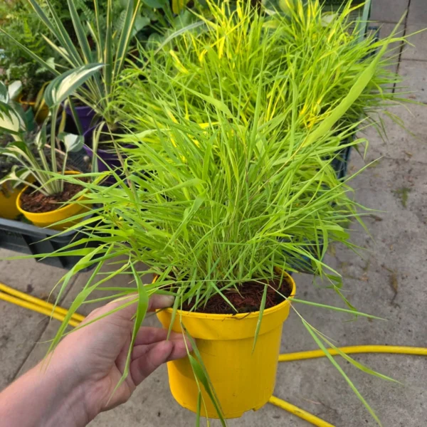 Hakonechloa 'All Gold'