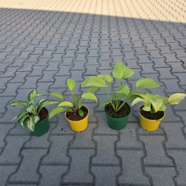 Zestaw żółtych Host 4szt