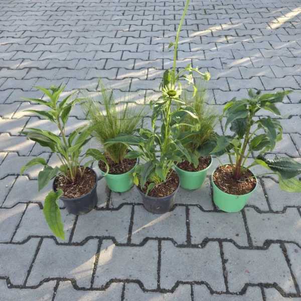 Zestaw 3x Jezówka, 2x ostnica