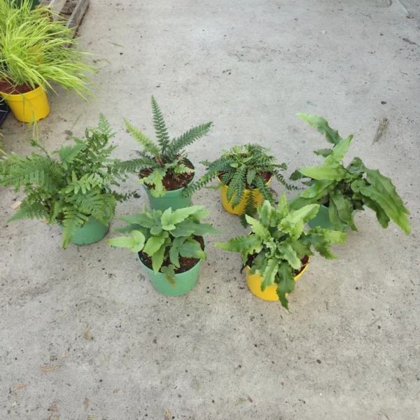 Zestaw 6 zimozielonych paproci