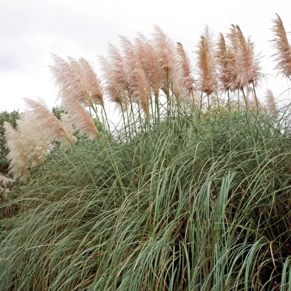 Trawa pampasowa Rose Plume – Cortaderia selloana