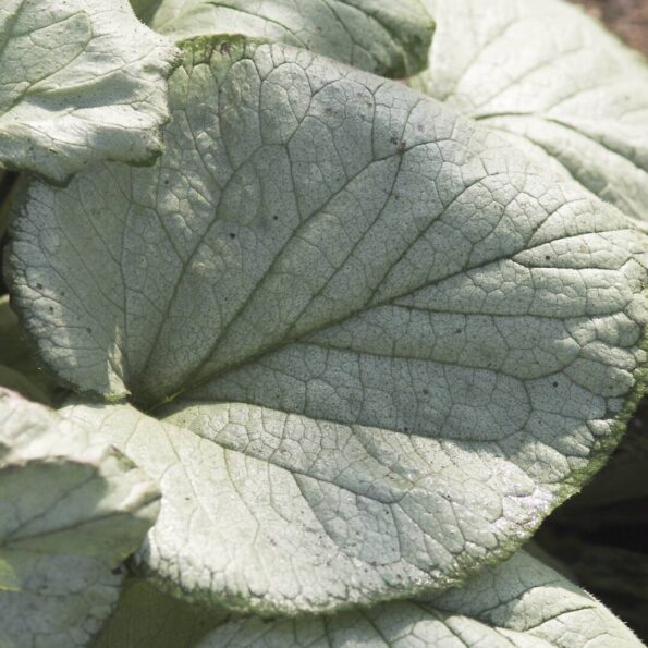 Brunera 'Looking Glass'