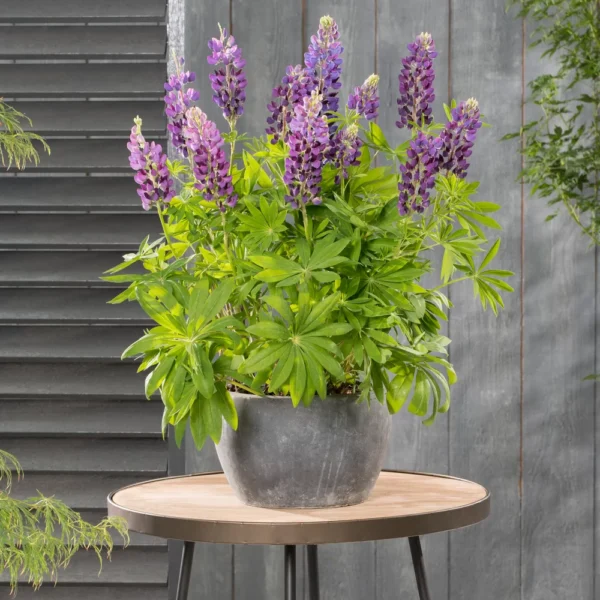 Łubin trwały 'Blue Shades’