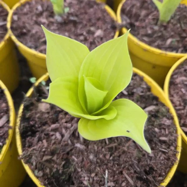 Hosta 'Fire Island'