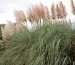 Cortaderia_selloana_Rose_Plume_11281_S_1
